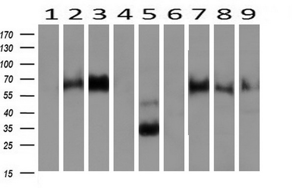 NPTN Mouse Monoclonal Antibody (Biotin conjugated) [Clone ID: OTI3C4]