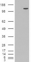 TIF1 gamma (TRIM33) Mouse Monoclonal Antibody [Clone ID: OTI9D4]