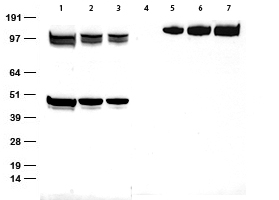 Rabbit monoclonal anti-Myc tag Antibody, clone OTIR4H8