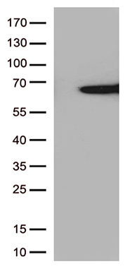 Retinal S antigen (SAG) Mouse Monoclonal Antibody [Clone ID: OTI7A12]