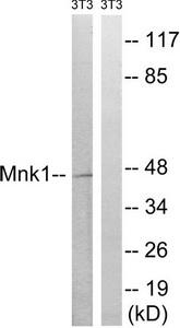 MNK1 (MKNK1) Rabbit Polyclonal Antibody