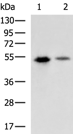 Rabbit Polyclonal Anti-HA Tag Antibody