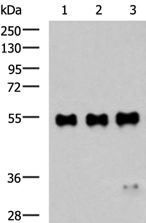 Rabbit Polyclonal Anti-c-Myc Tag Antibody