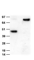 Anti-MYC tag chicken polyclonal antibody