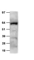 Anti-HA tag chicken polyclonal antibody