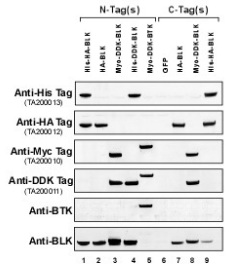 A7, Anti-Myc tag monoclonal antibody