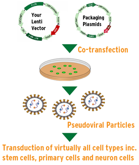 Lentiviral Packaging Kits