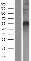 Beclin 1 (BECN1) (NM_003766) Human Over-expression Lysate