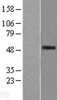 PAFAH (PLA2G7) (NM_005084) Human Over-expression Lysate