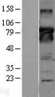 bcl 6 (BCL6) (NM_001706) Human Over-expression Lysate