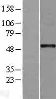 MNK1 (MKNK1) (NM_003684) Human Over-expression Lysate