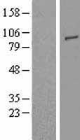 TLR2 (NM_003264) Human Over-expression Lysate