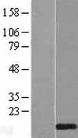 TRA16 (NR2C2AP) (NM_176880) Human Over-expression Lysate