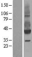 NPTN (NM_017455) Human Over-expression Lysate