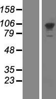 PMS2 (NM_000535) Human Over-expression Lysate