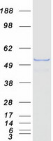 Retinoid X Receptor gamma (RXRG) (NM_006917) Human Recombinant Protein