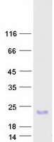 MelanA (MLANA) (NM_005511) Human Recombinant Protein