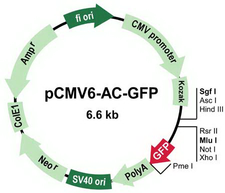 pCMV6-AC-GFP Mammalian Expression Vector