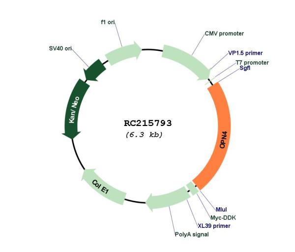 Melanopsin (OPN4) (NM_001030015) Human Tagged ORF Clone