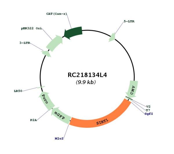 SIRT1 (NM_012238) Human Tagged Lenti ORF Clone