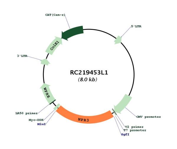 Natriuretic Peptide Receptor C (NPR3) (NM_000908) Human Tagged Lenti ORF Clone