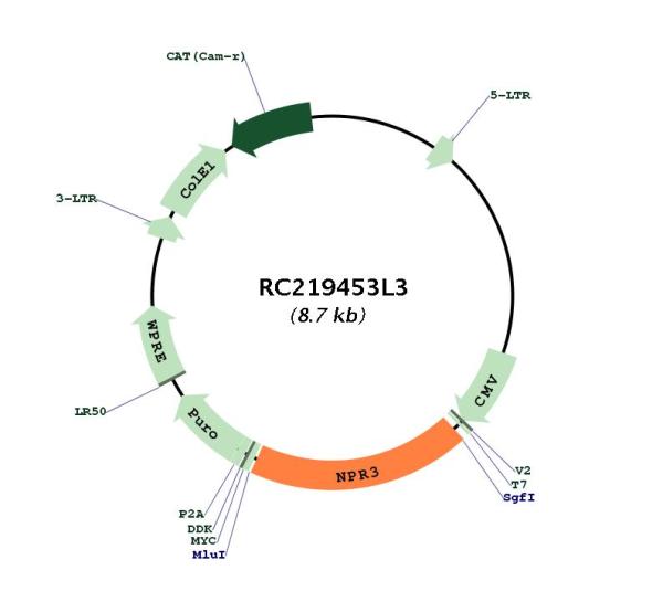 Natriuretic Peptide Receptor C (NPR3) (NM_000908) Human Tagged Lenti ORF Clone