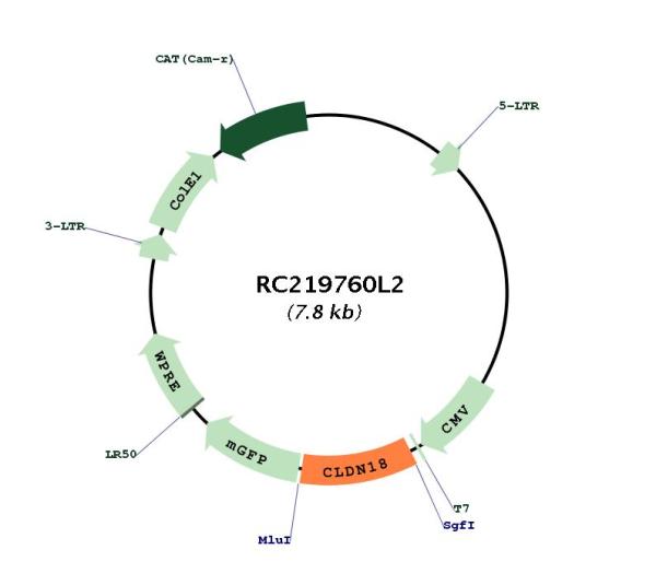 Claudin18 (CLDN18) (NM_001002026) Human Tagged Lenti ORF Clone