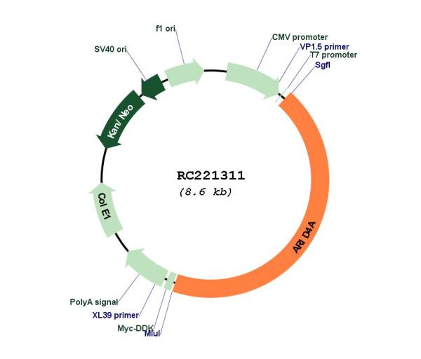 Retinoblastoma binding protein 1 (ARID4A) (NM_002892) Human Tagged ORF Clone