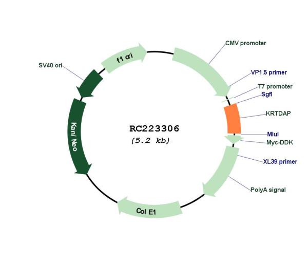 Keratinocyte differentiation associated protein (KRTDAP) (NM_207392) Human Tagged ORF Clone