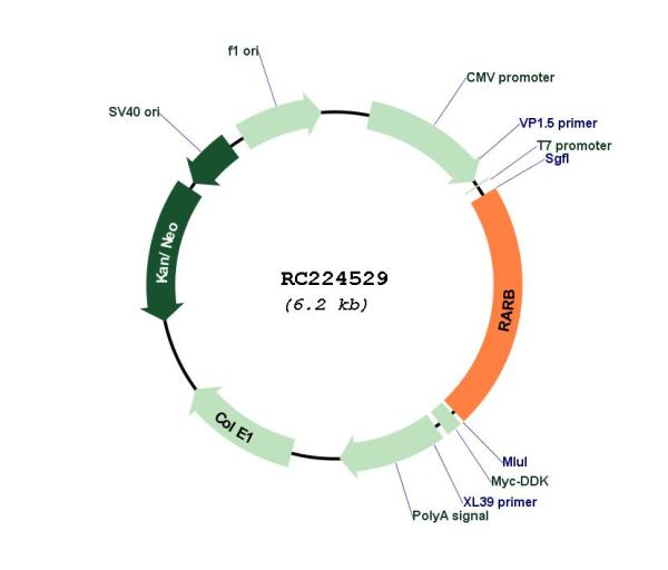 Retinoic Acid Receptor beta (RARB) (NM_000965) Human Tagged ORF Clone