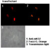 Anti-monomeric Kusabira-Orange 2 mAb IH