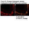 Anti-monomeric Kusabira-Orange 2 mAb IP