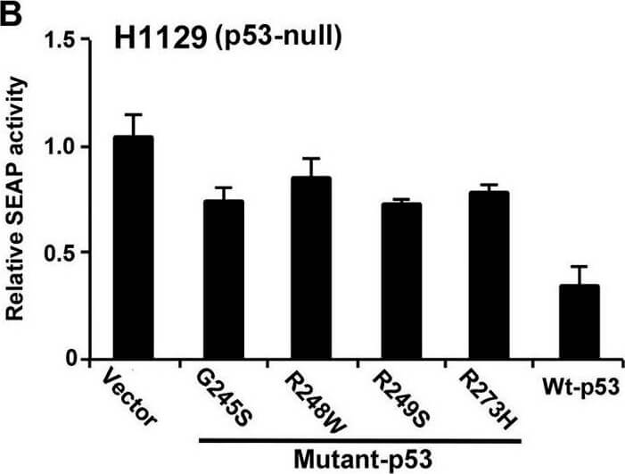 Western Blot using Mouse TrueBlot® ULTRA: Anti-Mouse Ig HRP