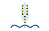 SARS-CoV-2 - Glykoprotein-Antikörper (CR3022)