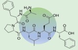 Adrenocorticotropes Hormon