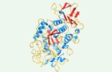 Amylase-Aktivitätstest