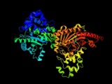 Creatine kinase activity assay