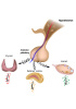 Endokrines System