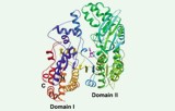 Isocitrate dehydrogenase activity assay