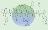 Melanozyten-stimulierendes Hormon