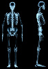 Skelettsystem – Humane RNA